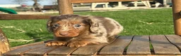 Dachshund dogs for sale: Donald - Ad 3