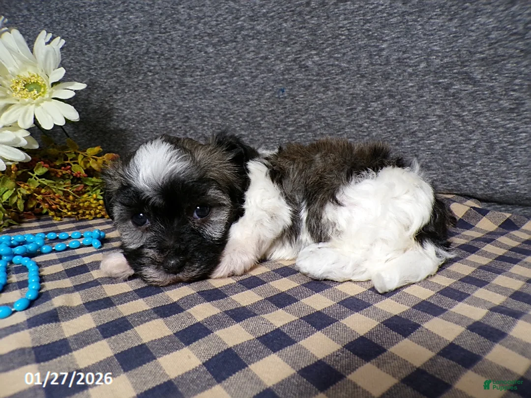 Havanese dogs for sale: Toby - Ad 2