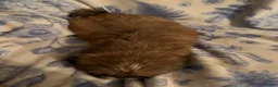 Shih Tzu dogs for sale: Shih Tzu Puppy 2 - Ad 3