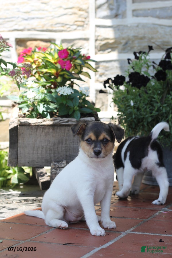 Toy Fox Terrier dogs for sale: Millie - Ad 2