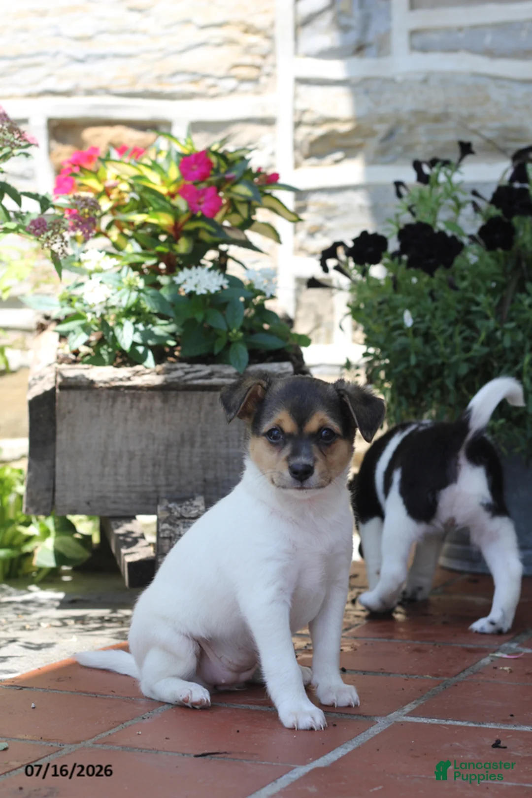 Toy Fox Terrier dogs for sale: Millie - Ad 1