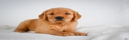 Golden Retriever dogs for sale: Rocky - Ad 9