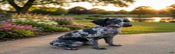 Maltipoo dogs for sale: Cove - Ad 15