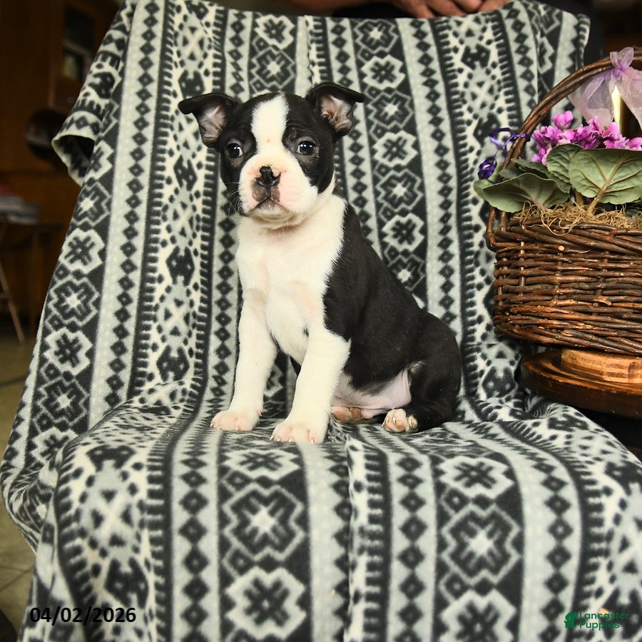 Boston Terrier dogs Roosevelt - Ad 2