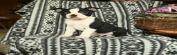 Boston Terrier dogs for sale: Roosevelt - Ad 2