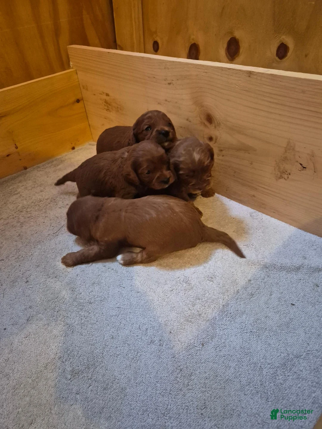 Cavapoo dogs for sale: Littlefoot - Ad 20