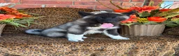 Siberian Husky dogs for sale: Rex - Ad 7