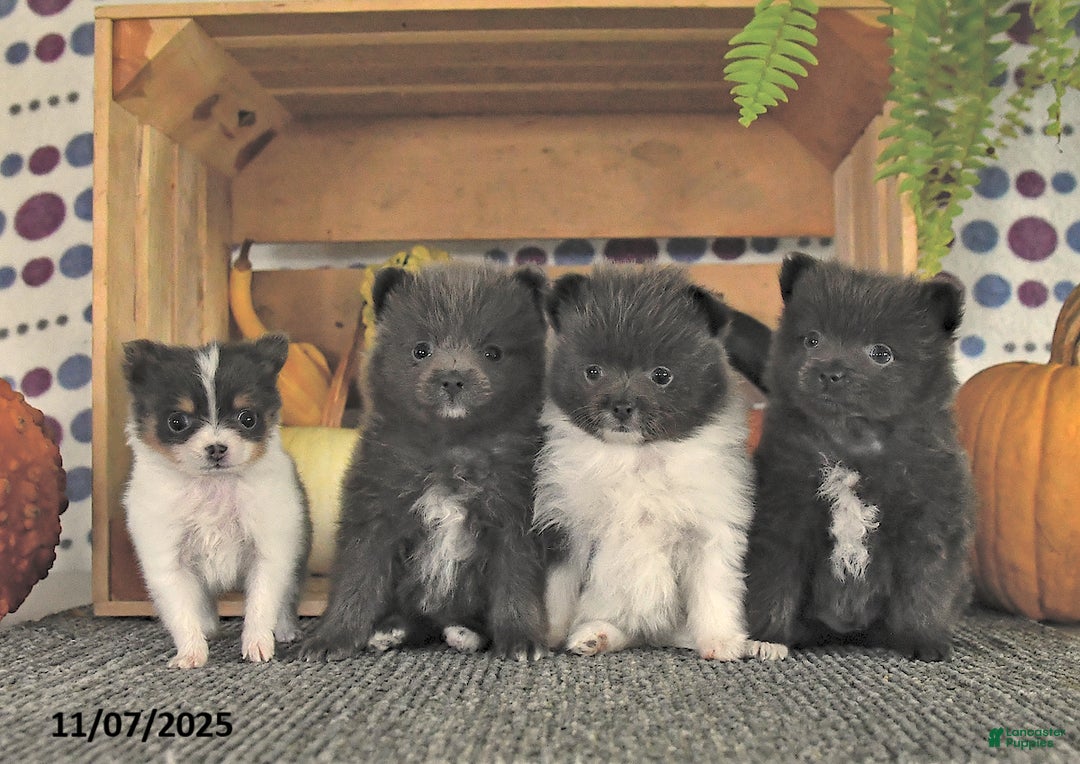 Pomeranian dogs for sale: Lana - Ad 15