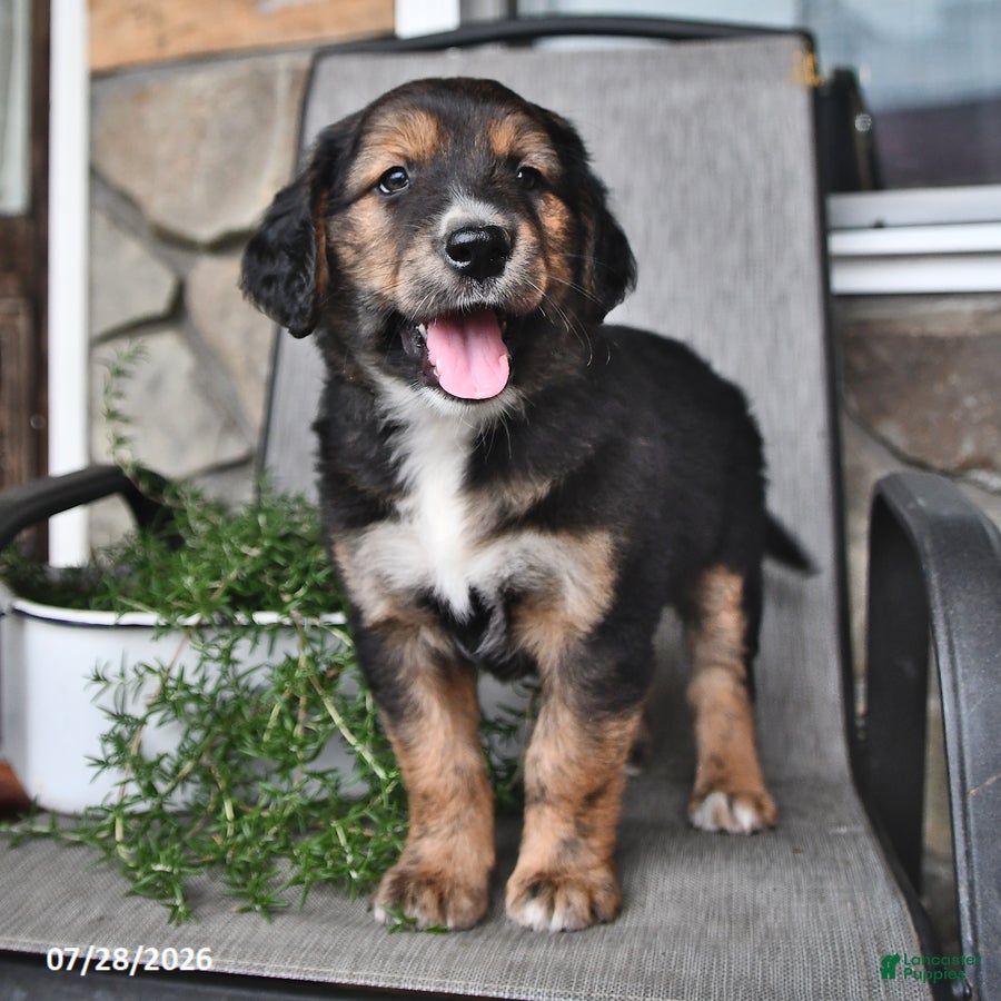 Mixed Breed dogs Troy - Ad 2