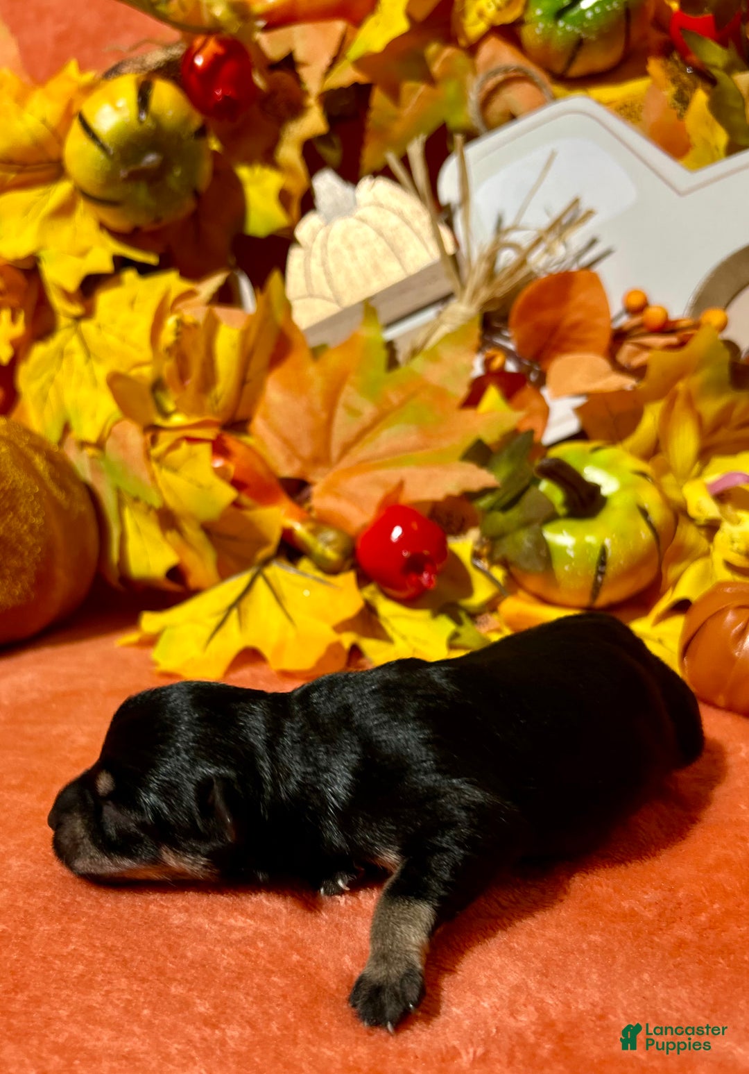 Miniature Schnauzer dogs for sale: ROSIE - Ad 15