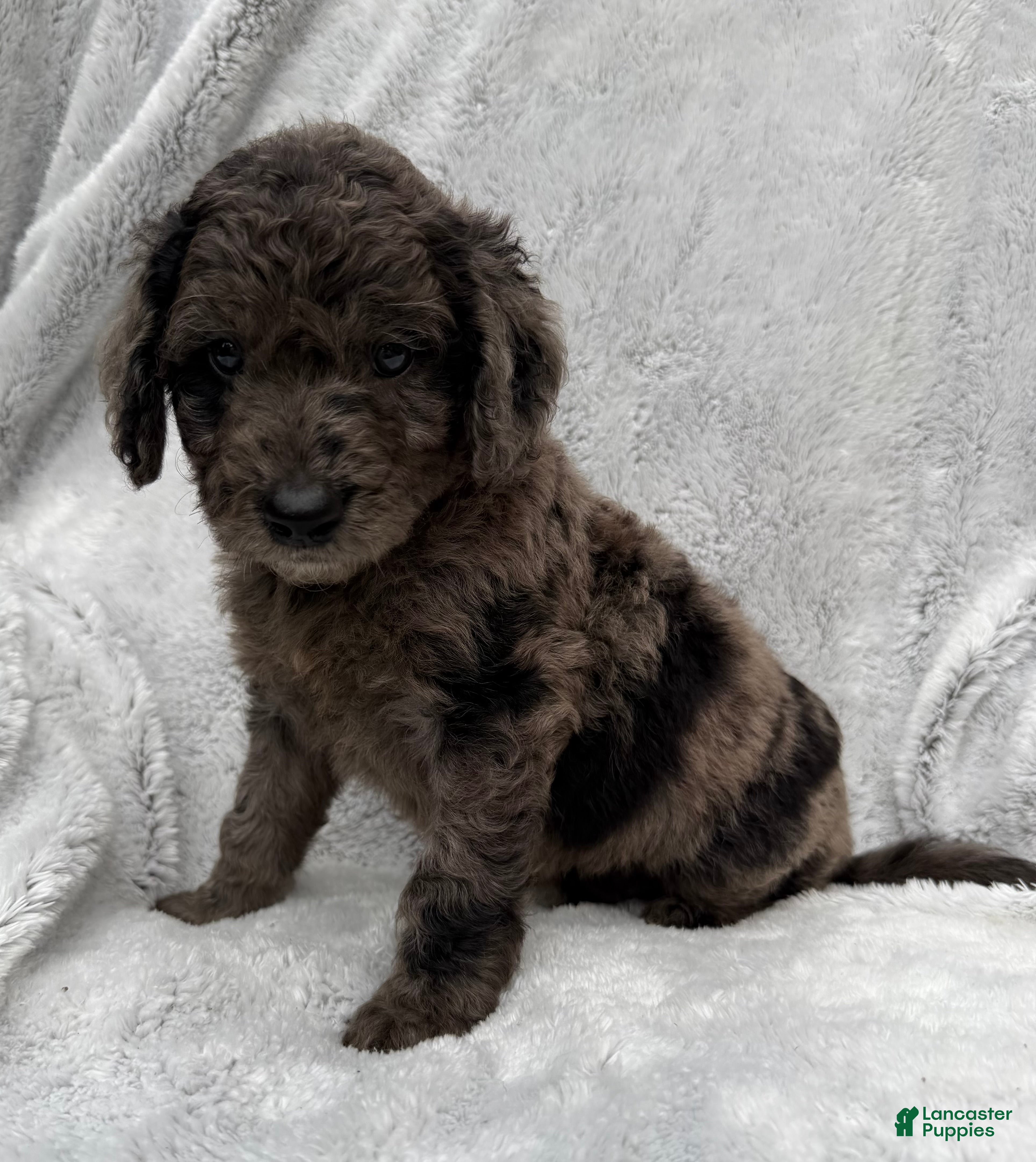 Goldendoodle dogs Riley - Ad 1