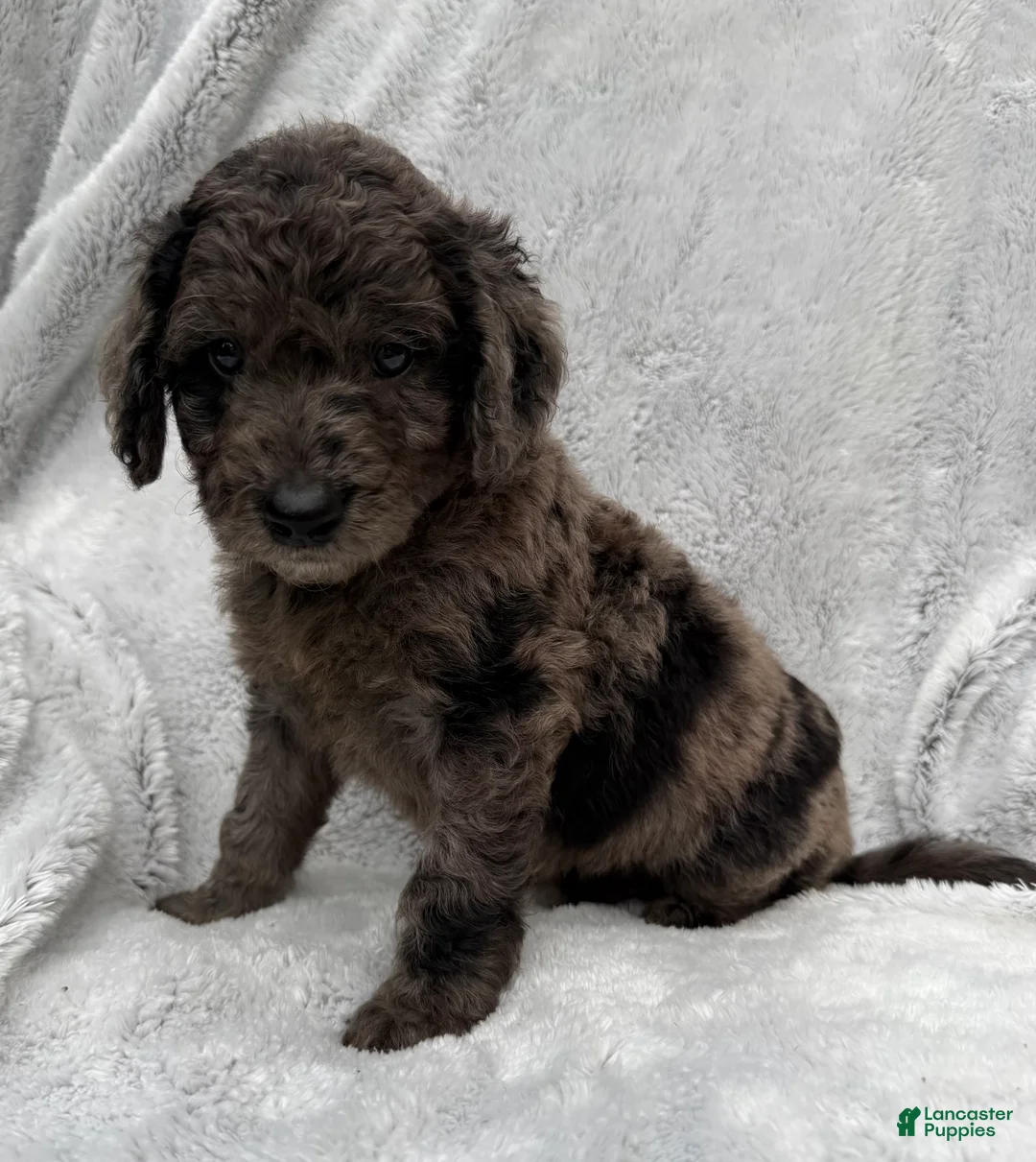 Goldendoodle dogs for sale: Riley - Ad 1