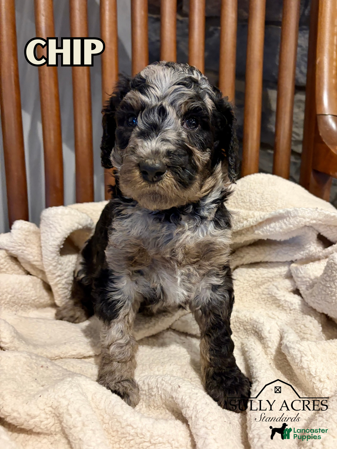 Standard Poodle dogs for sale: Chip - Ad 1