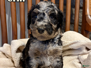 Standard Poodle dogs Chip - Ad 31