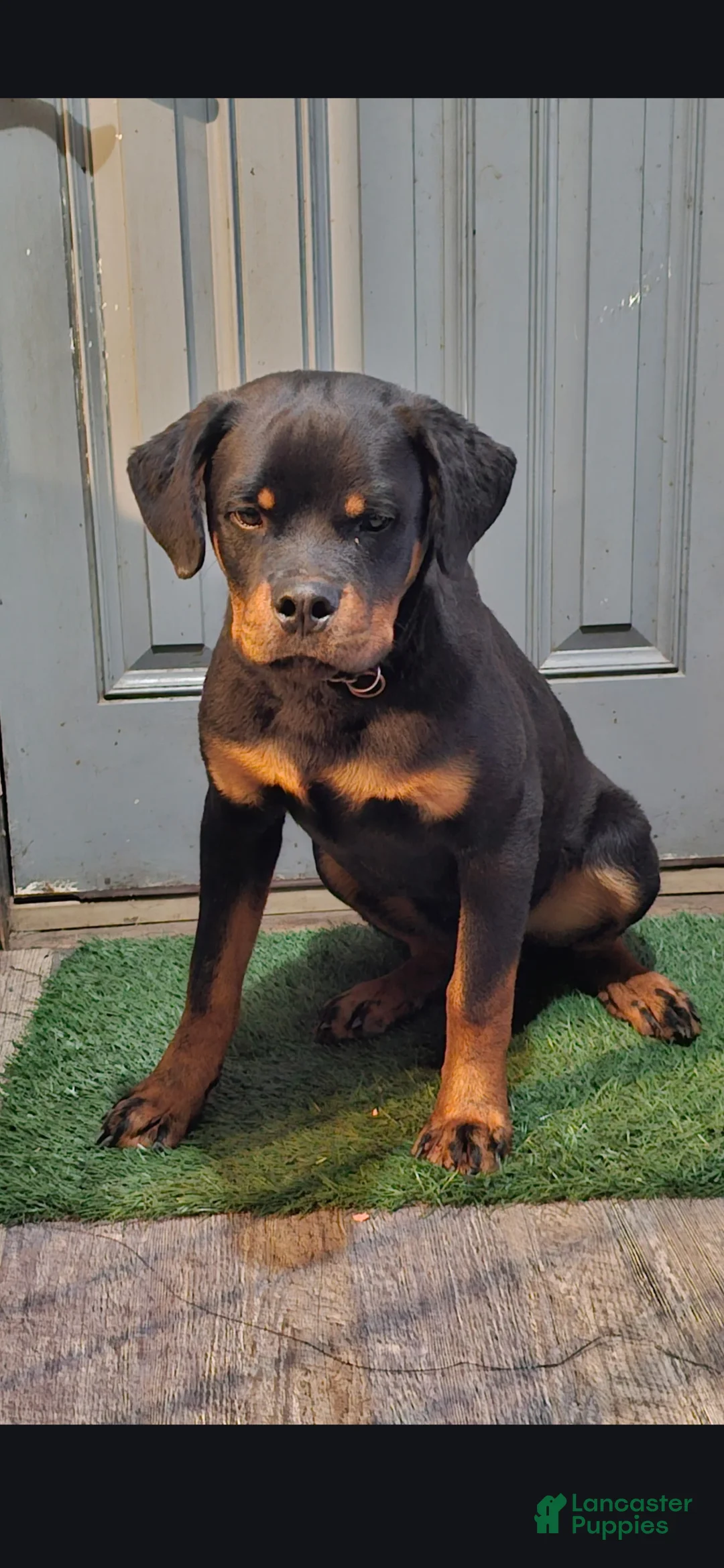 Gallery Image {{count}}