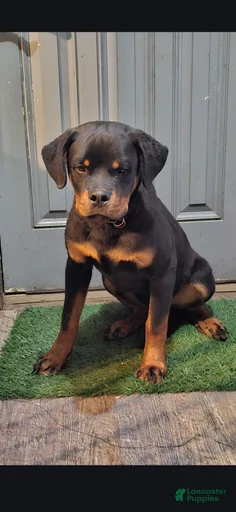 Gallery Image {{count}}