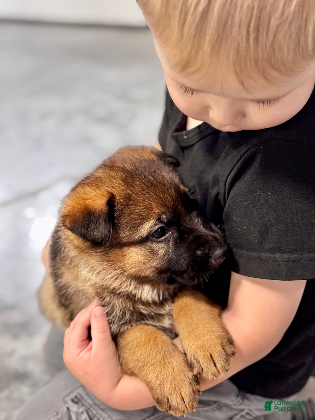 German Shepherd dogs for sale: Denver - Ad 8