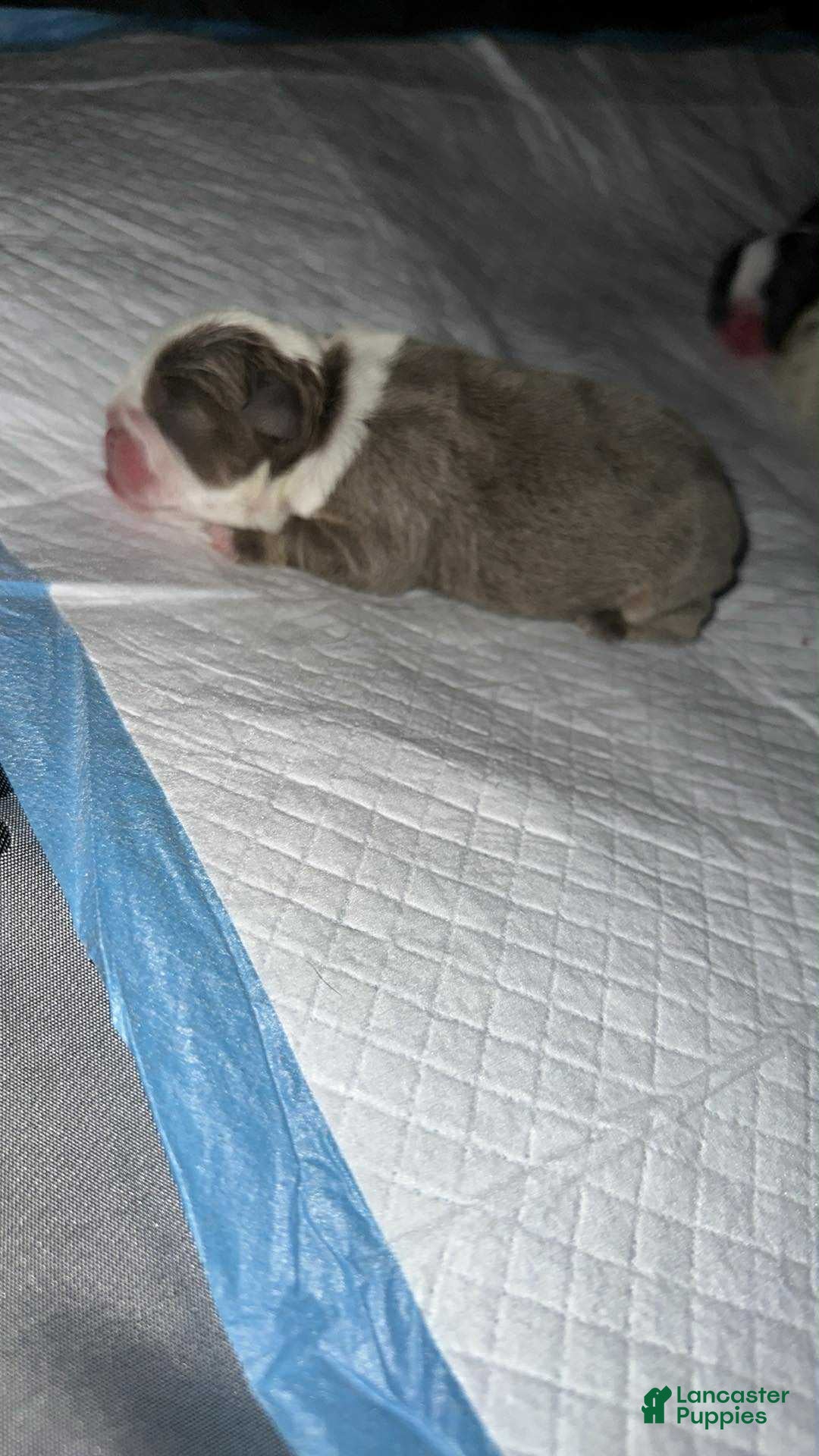 English Bulldog dogs for sale: Lilac and White Male - Ad 40