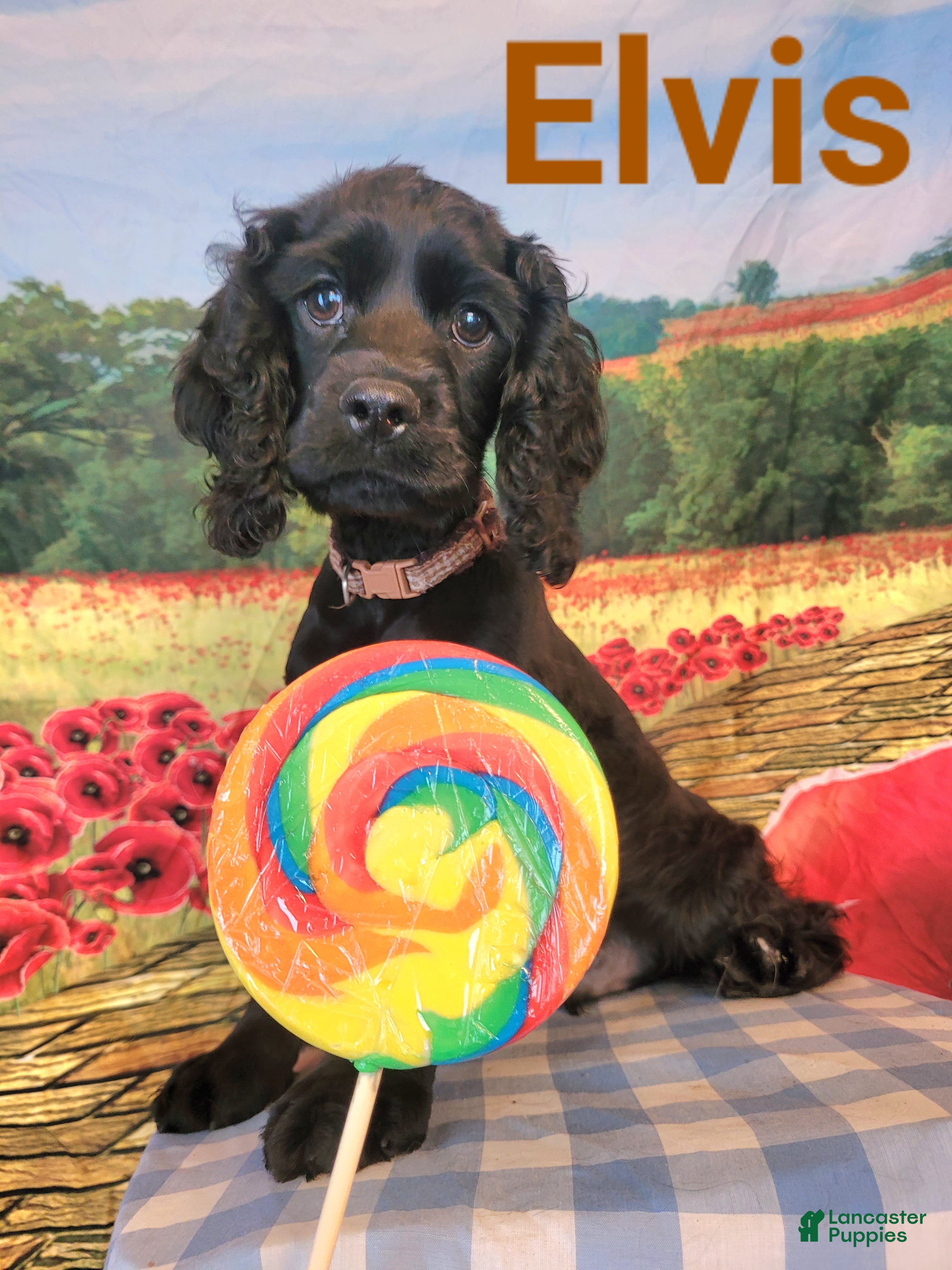 Cockapoo dogs Brown Boy  - Ad 35