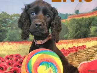 Cockapoo dogs Brown Boy - Ad 35