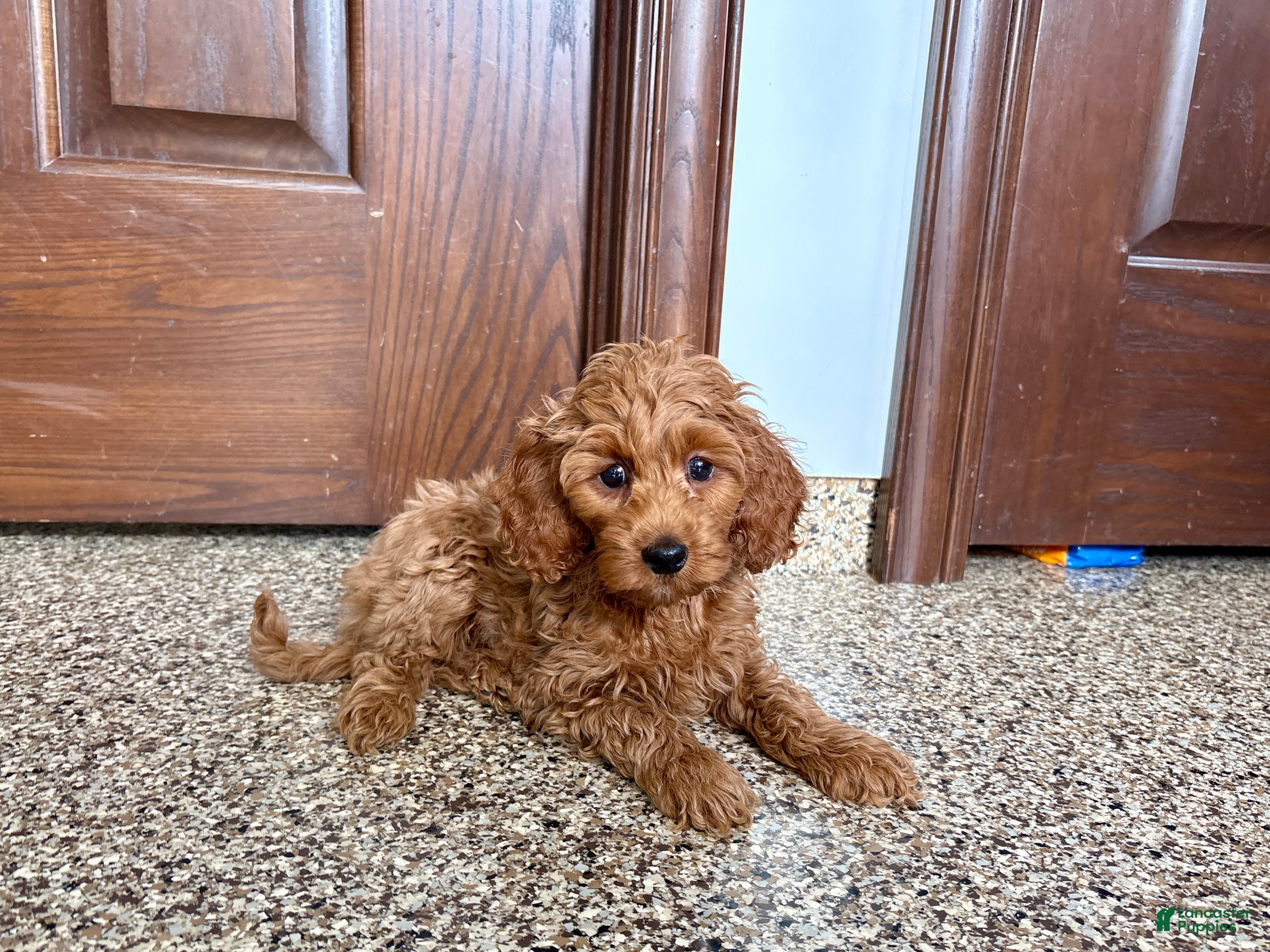 Cockapoo dogs Cockapoo male 1 - Ad 1