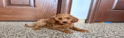 Cockapoo dogs for sale: Cockapoo male 1 - Ad 1