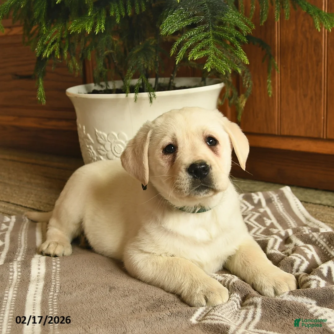 Labrador Retriever dogs for sale: Gizmo  - Ad 4