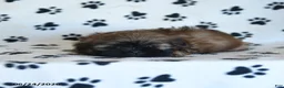Shih Tzu dogs for sale: Ken  - Ad 4