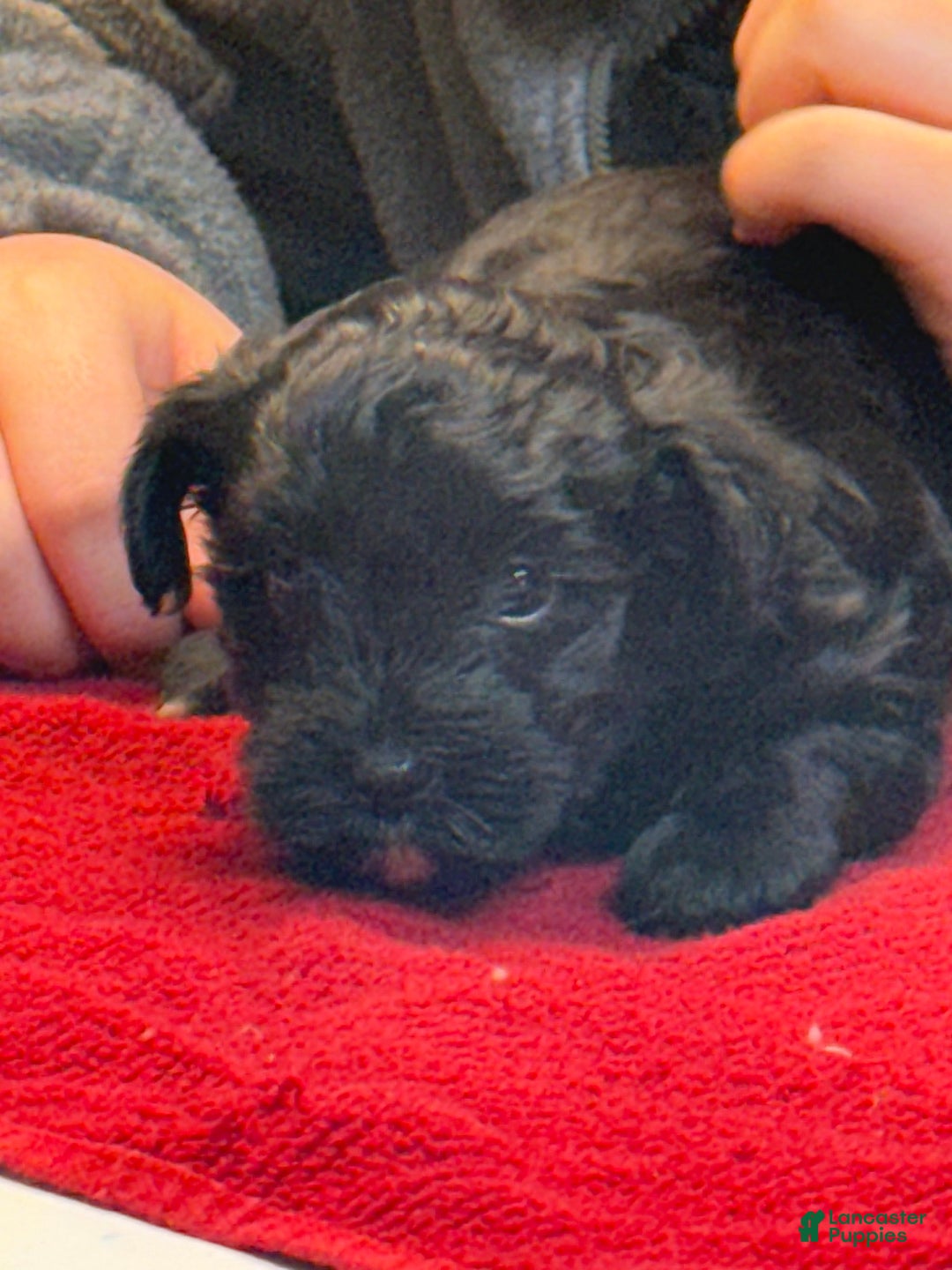 Yorkiepoo dogs for sale: Teacup princess - Ad 3