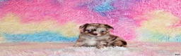 Chihuahua dogs for sale: Nebo - Ad 2