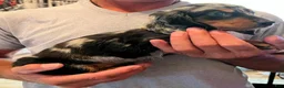 Dachshund dogs for sale: Rory  - Ad 7
