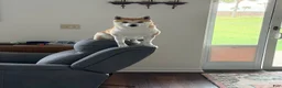 Shiba Inu dogs for sale: Shiba Inu 4 - Ad 9