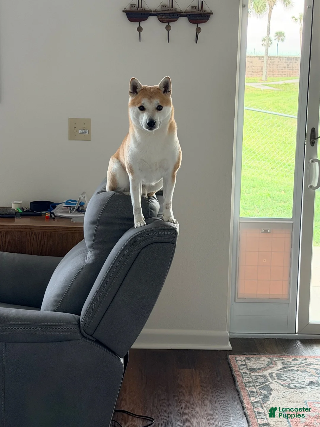 Shiba Inu dogs for sale: Shiba Inu 2 - Ad 9