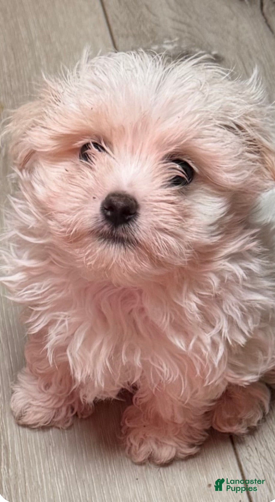 Maltese dogs for sale: Maltese 1 - Ad 1