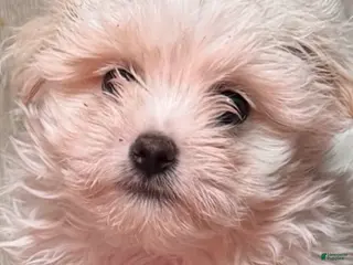 Maltese dogs Maltese 1 - Ad 1