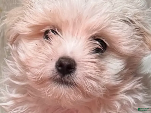 Maltese dogs Maltese 1 - Ad 14