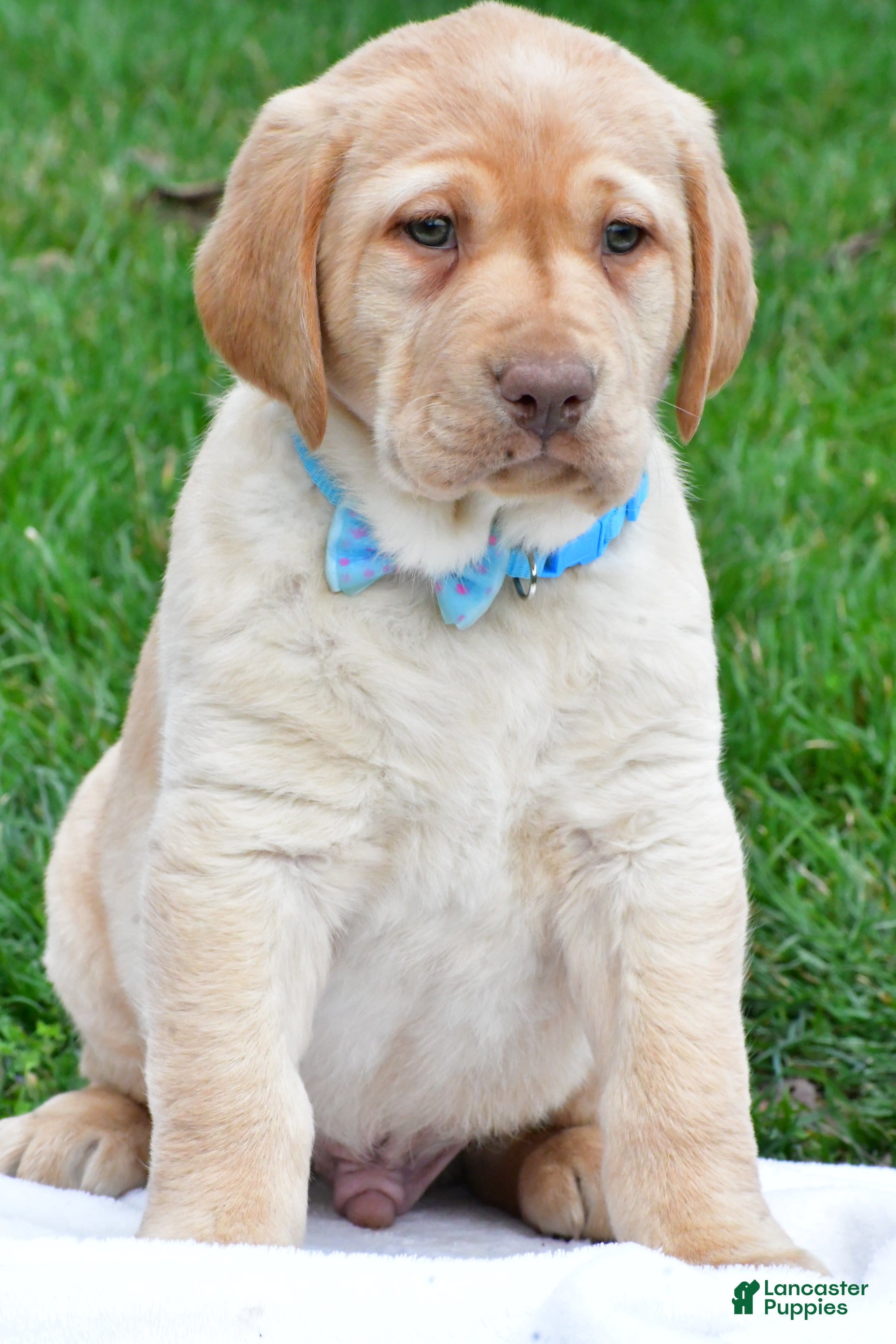 Labrador Retriever dogs Bryson - Ad 2
