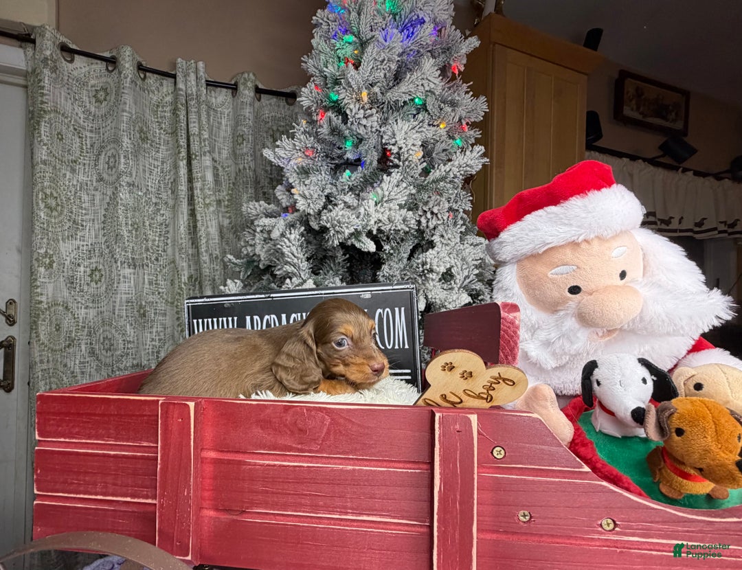 Miniature Dachshund dogs for sale: Ready 12/24/25 - Ad 4