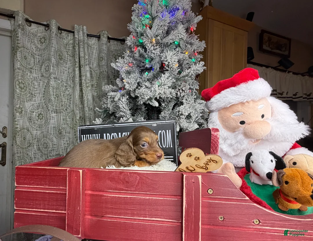 Miniature Dachshund dogs for sale: Ready 12/24/25 - Ad 7