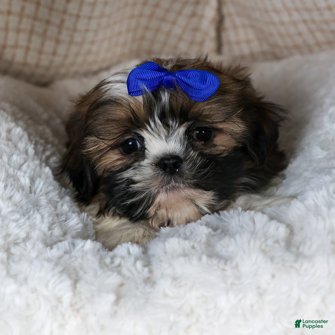 Shih Tzu dogs for sale: OLIVER - Ad 7