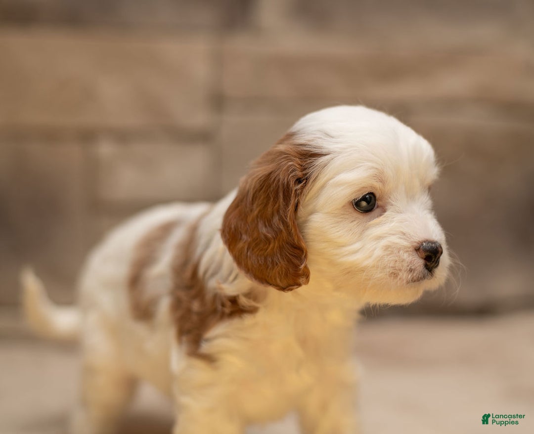 Cavapoo dogs for sale: Caramel - Ad 5