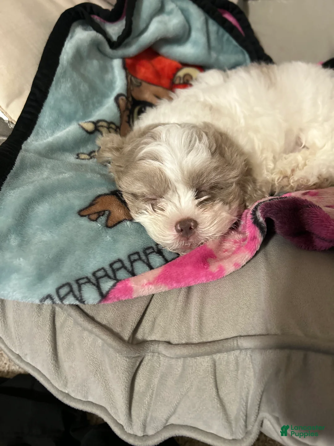 Mixed Breed dogs for sale: Mixed Breed Puppy 1 - Ad 2