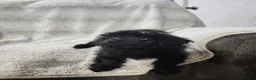 Pomapoo dogs for sale: Onyx  - Ad 4