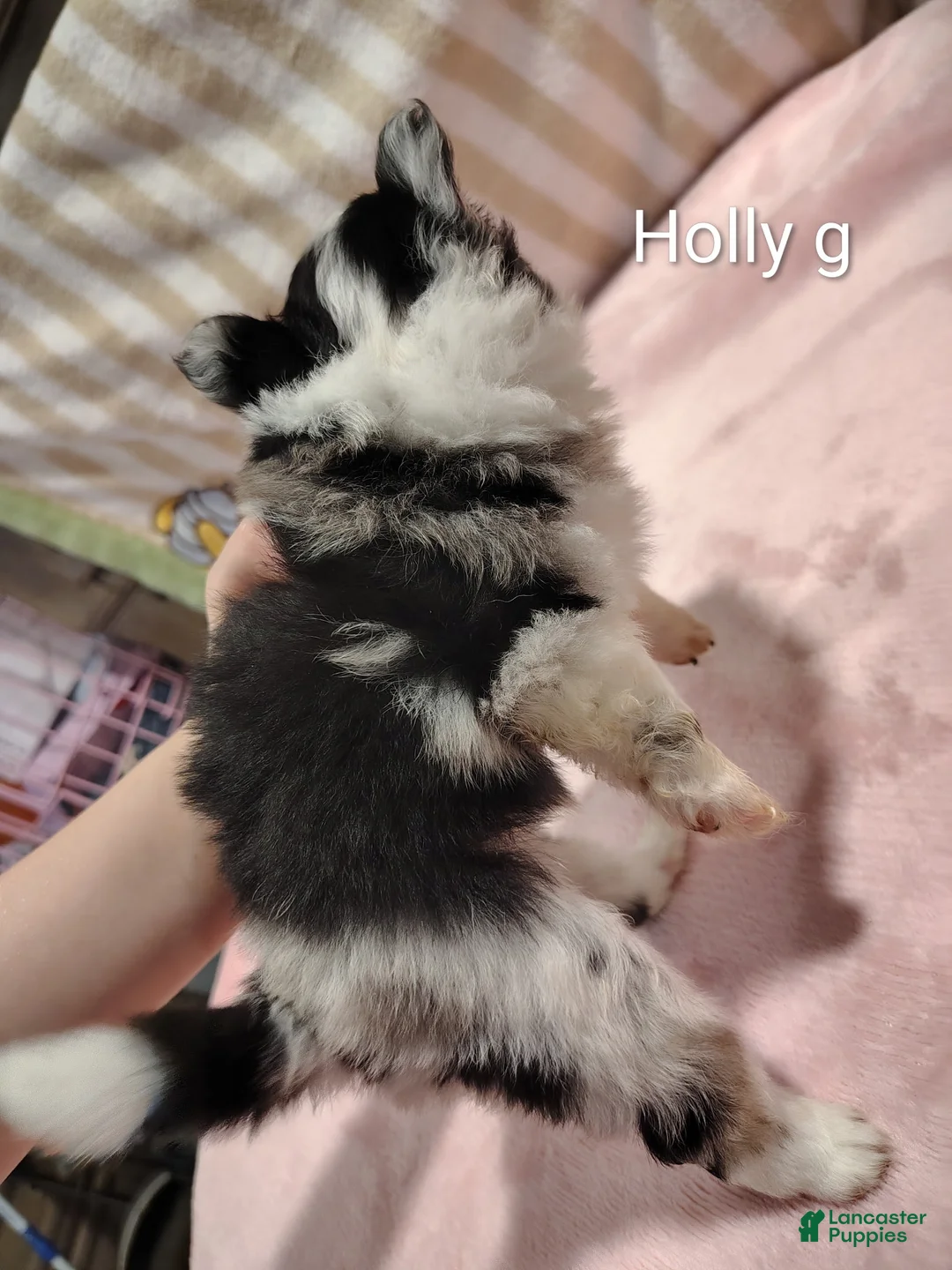 Pomeranian dogs for sale: Holly - Ad 2