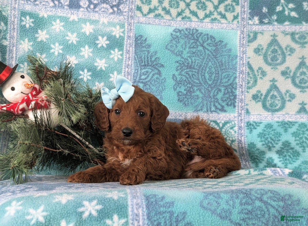 Mixed Breed dogs for sale: Charlee Hypoallergenic - Ad 4