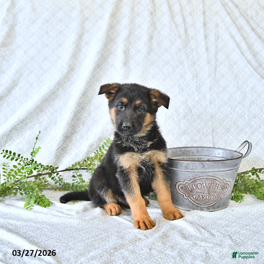 German Shepherd dogs Rizzo - Ad 2