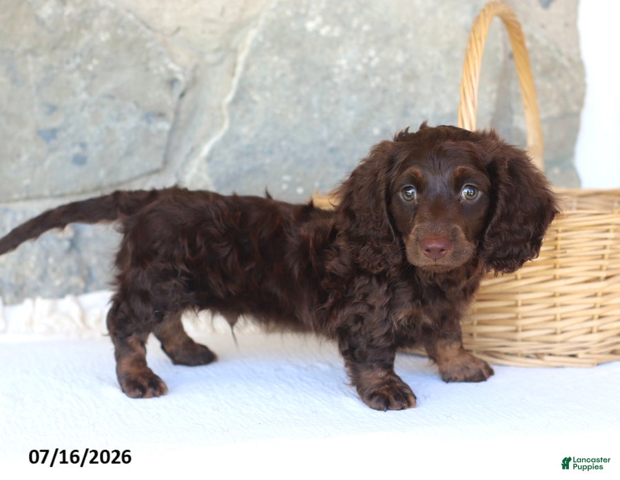 Miniature Dachshund dogs Tommy - Ad 1