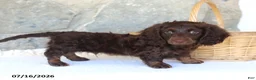 Miniature Dachshund dogs for sale: Tommy - Ad 1