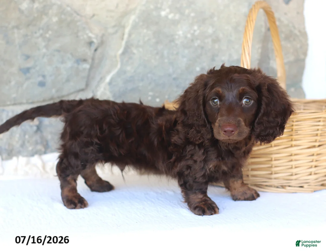 Miniature Dachshund dogs for sale: Tommy - Ad 1
