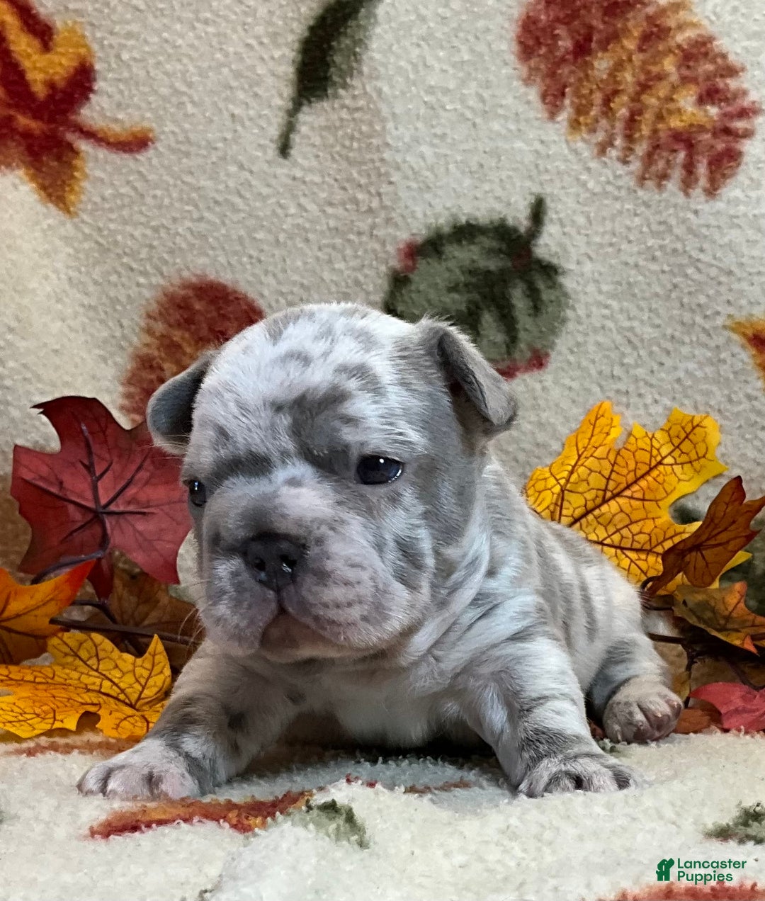 French Bulldog dogs for sale: Garmin - Ad 25